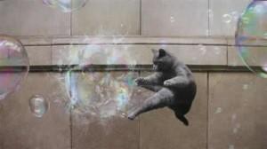 gato bolha