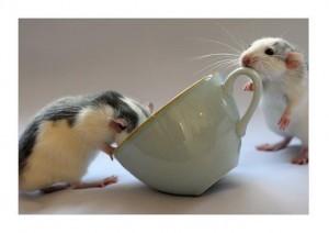 ratos