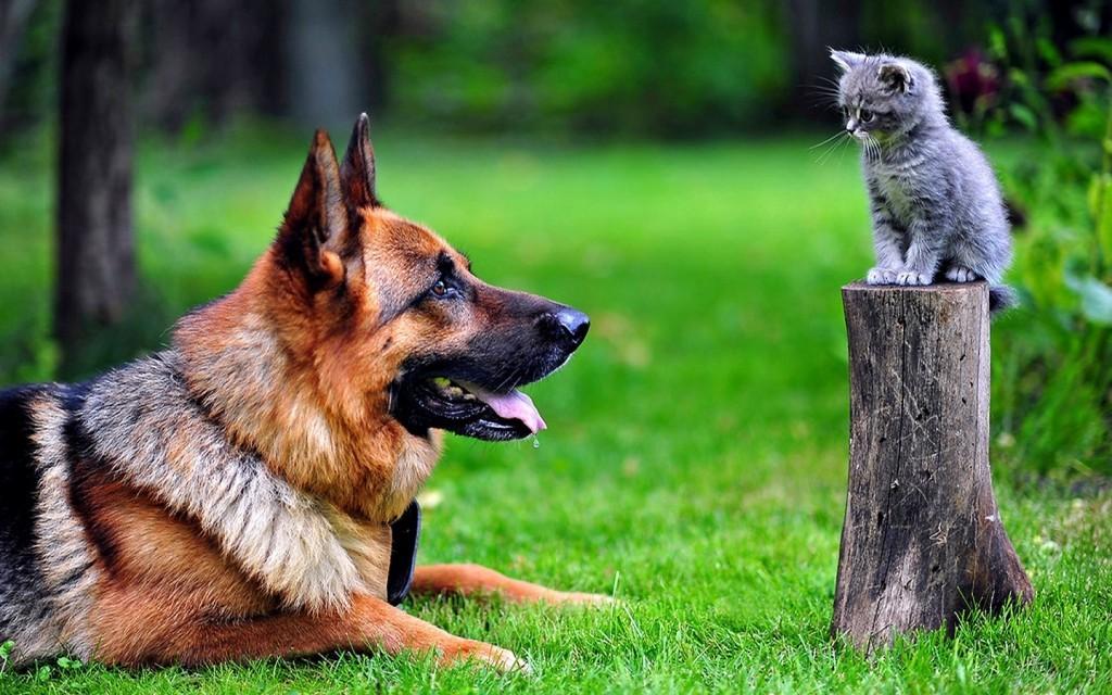 cachorro_e_gato